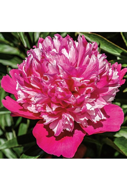 Paeonia lactiflora Celebrity – елегантний сорт з великими махровими квітами.